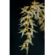 Bulbophyllum Gibbosum - AD