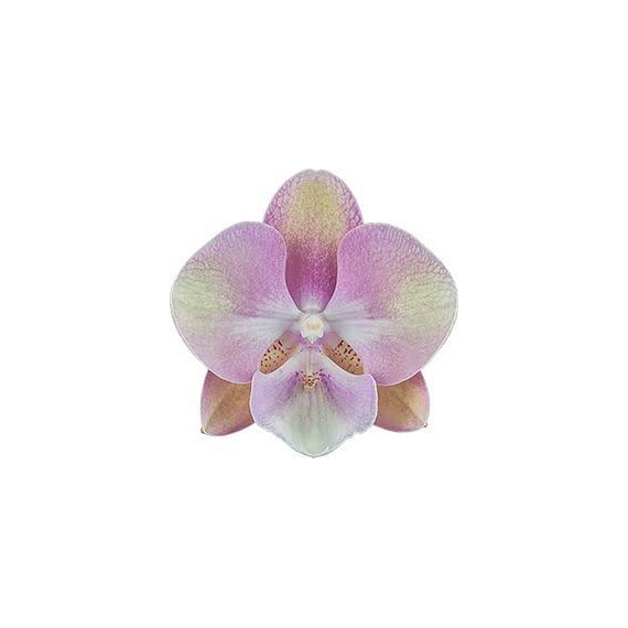 Phalaenopsis Venetian Carnaval - Com Haste Floral