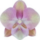 Phalaenopsis Venetian Carnaval - Com Haste Floral