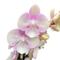 Phalaenopsis Venetian Carnaval - Com Haste Floral