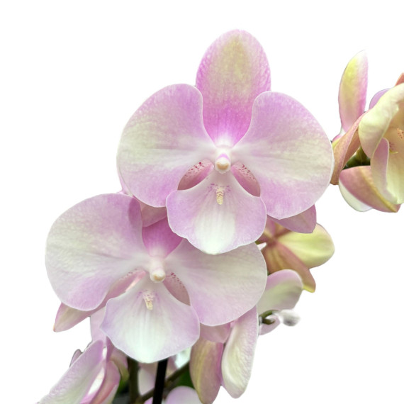 Phalaenopsis Venetian Carnaval - Com Haste Floral
