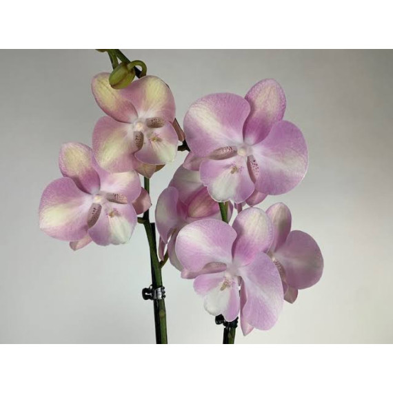 Phalaenopsis Venetian Carnaval - Com Haste Floral