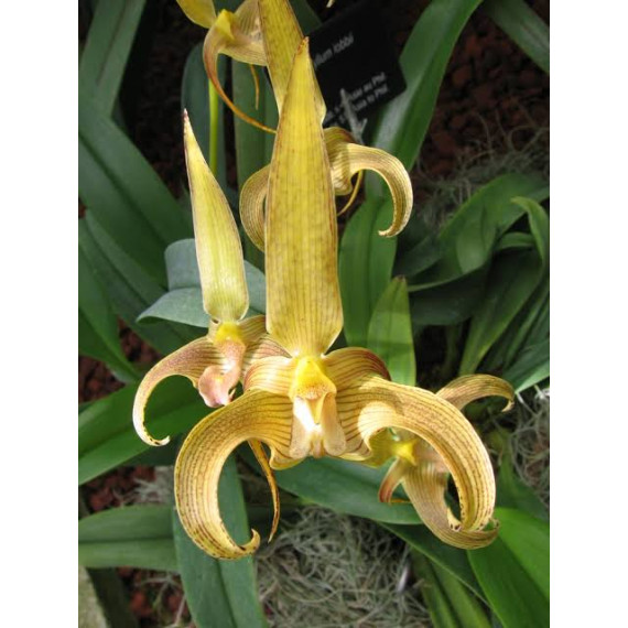 Bulbophyllum Lobbii (Sininho) - NBS