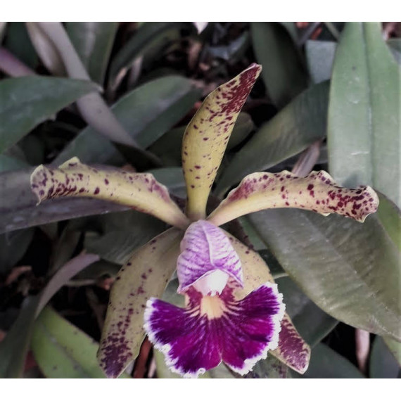 Cattleya Harem Girl (NO CACHEPÔ)