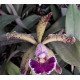 Cattleya Harem Girl (NO CACHEPÔ)