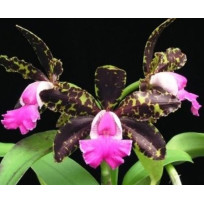 Cattleya Tripp Johnson enraizada na Placa de madeira