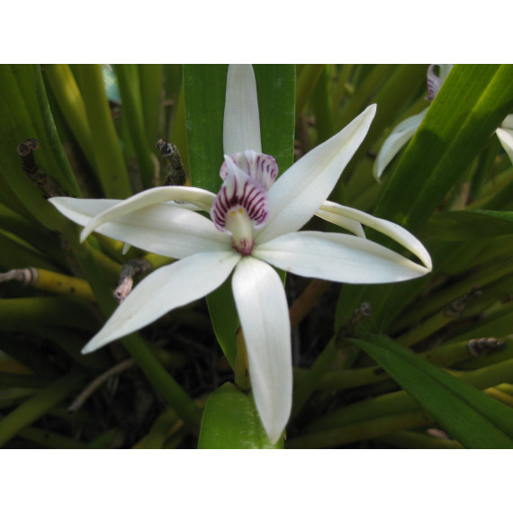 Prostechea Baculus - Haste Floral