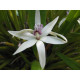 Prostechea Baculus - Haste Floral