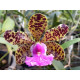 Cattleya Aclandiae  - AD