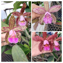 Cat. Priscila Ward x Pedra da gávea x Cruzeiro do Sul -...