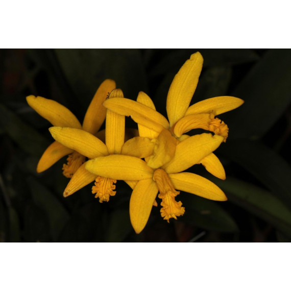 Laelia Endsfeldzii - Haste Floral