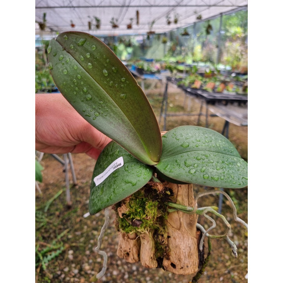 Phalaenopsis Schilleriana - AD