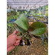 Phalaenopsis Schilleriana - AD