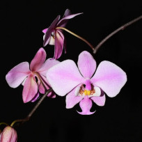 Phalaenopsis Schilleriana - AD