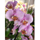 Phalaenopsis Pink Dragon - AD