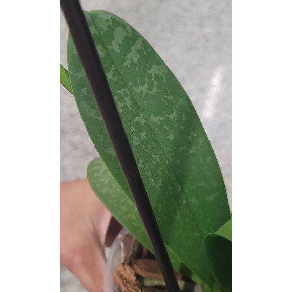 Phalaenopsis Pink Dragon - AD