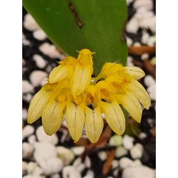 Bulbophyllum Campanulatum - AD