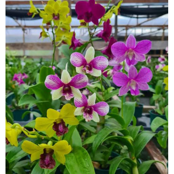 Denphal  no sanção (unidade) AD