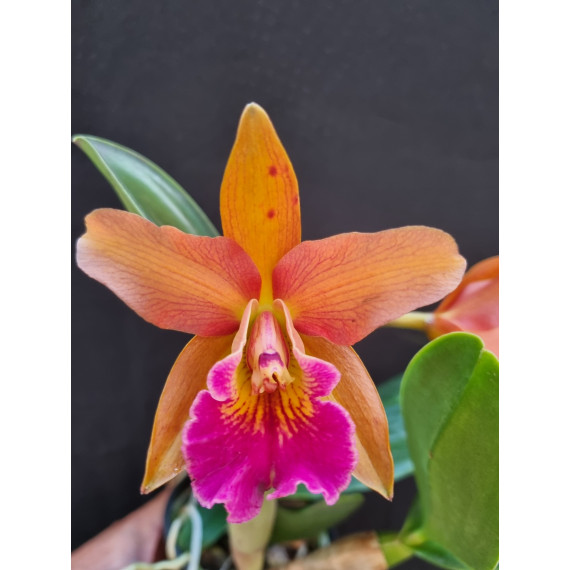 Potinara Afternoon Delight x Schilleriana - AD