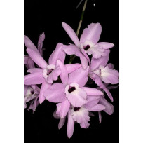 Laelia Rubescens - AD ( na placa )
