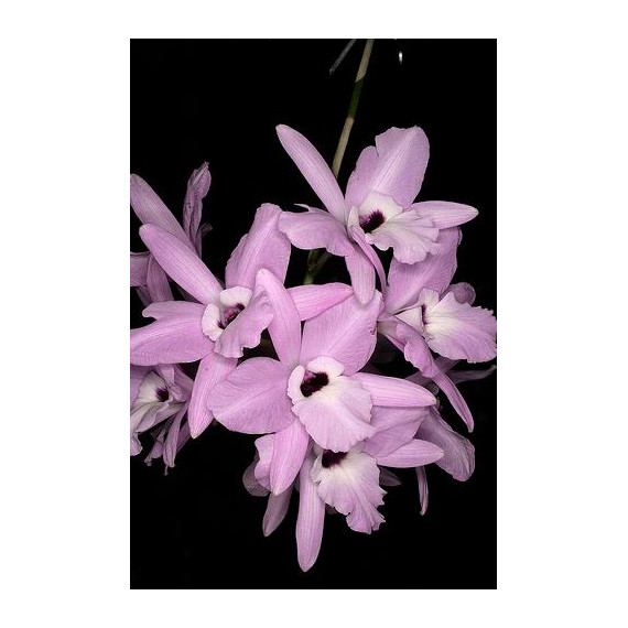 Laelia Rubescens - Iniciando Haste