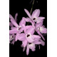 Laelia Rubescens - AD ( na placa )