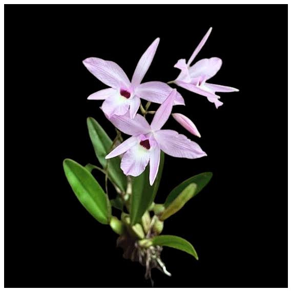 Laelia Rubescens - AD ( na placa )