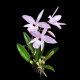 Laelia Rubescens - AD ( na placa )