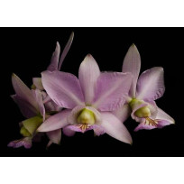 Cattleya Nobilior Lilacinea Gold x Bastos - AD