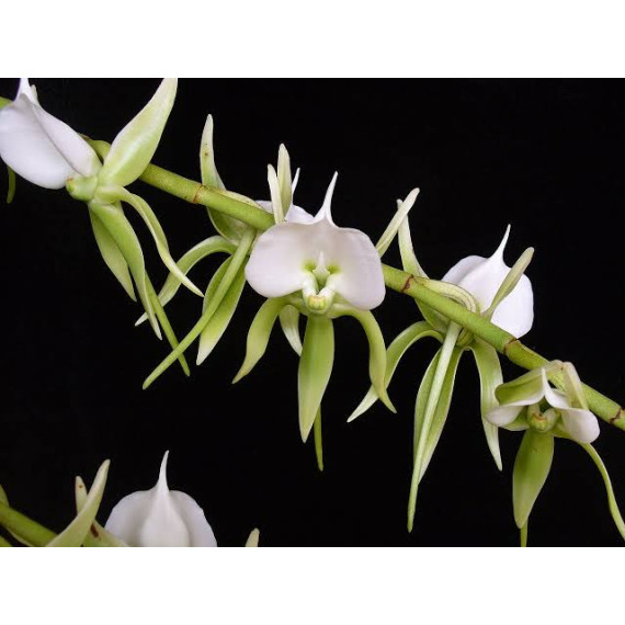 Angraecum Eburneum - GRANDE