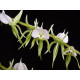 Angraecum Eburneum - GRANDE