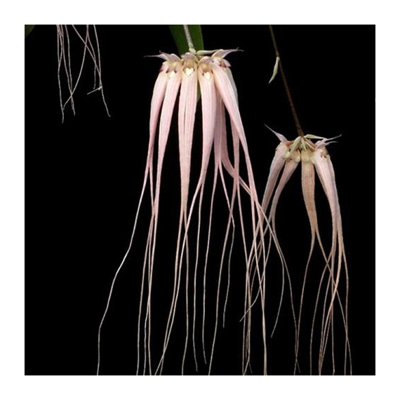 Bulbophyllum Longissimum - AD