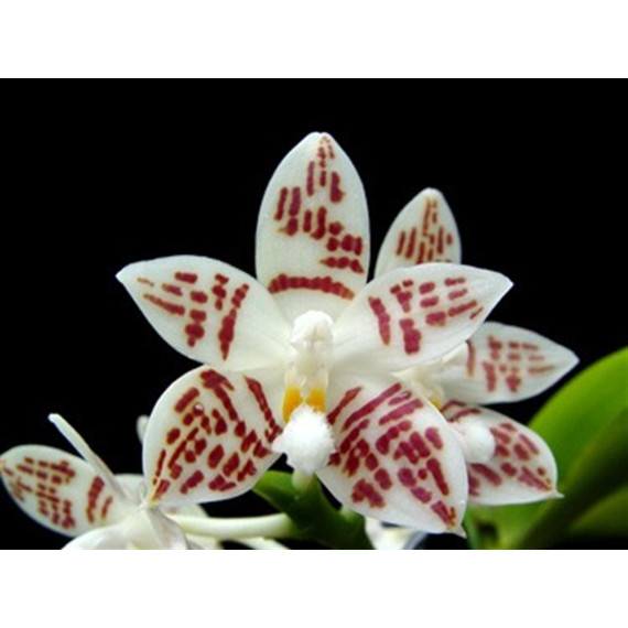 Phalaenopsis Zebrina - T3