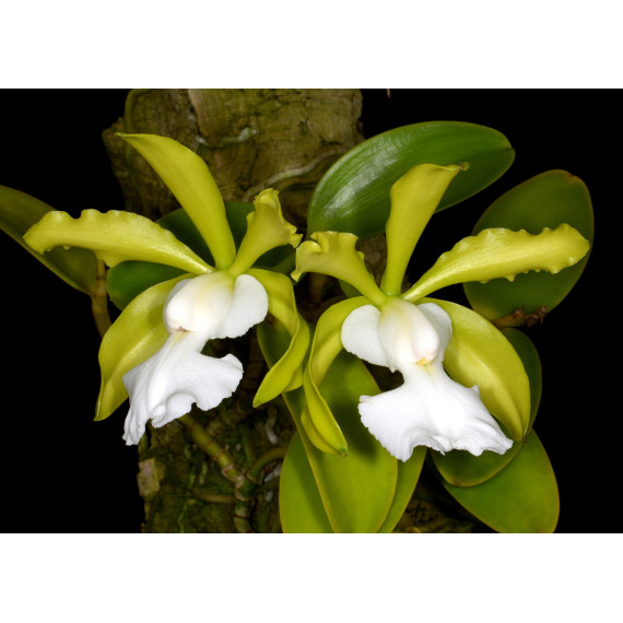 Cattleya Aclandiae Alba "Bossa Nova" - T3 (na placa)
