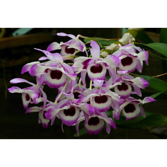 Dendrobium Lindley Variegata - Muda