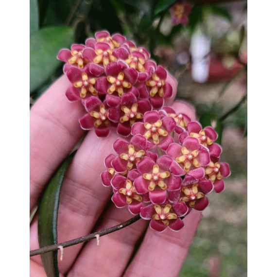 Hoya David Cumingii - Muda (30cm)