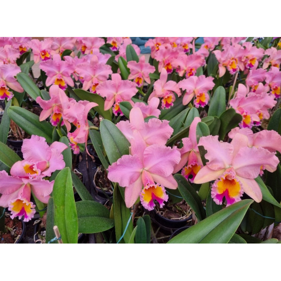 Blc. George King Serendipty - Touceira