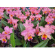 Blc. George King Serendipty - Touceira