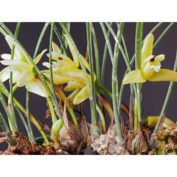 Maxillaria Kautskyi - Perfumada