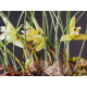 Maxillaria Kautskyi - Perfumada
