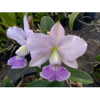 Cattleya Walkeriana Coerulea Indigo x Fernando de Noronha...