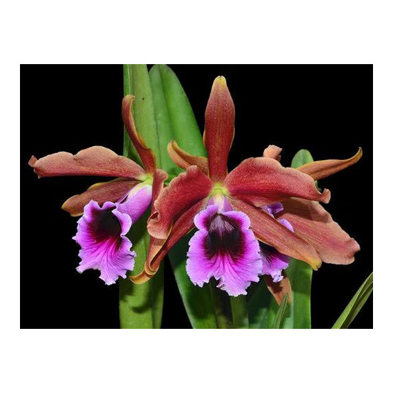 Laelia Tenebrosa Rubra - AD