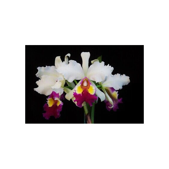 Cattleya Hardyana Semi Alba - T3