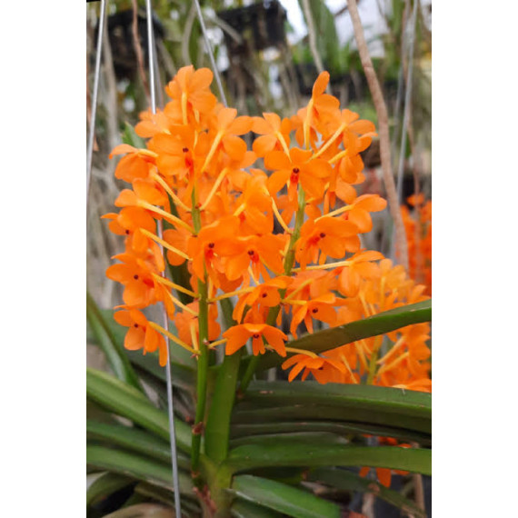 Ascocentrum Miniatum - AD