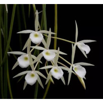Brassavola Perrini - (Pre adulta)