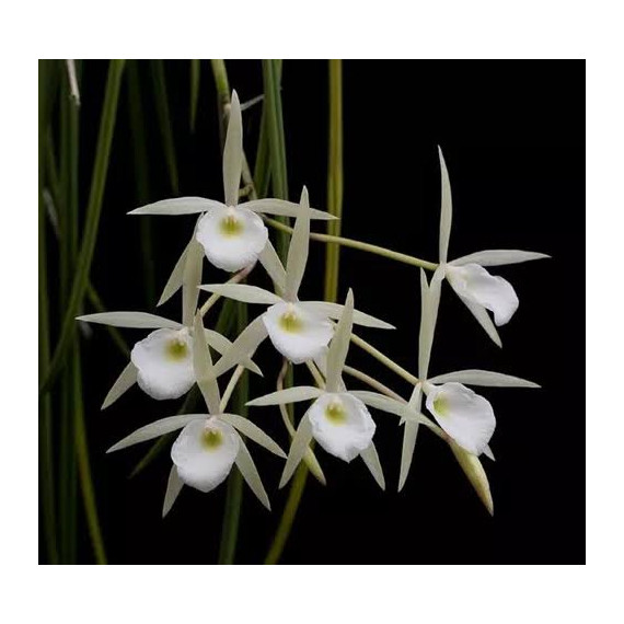 Brassavola Perrini - (Pre adulta)