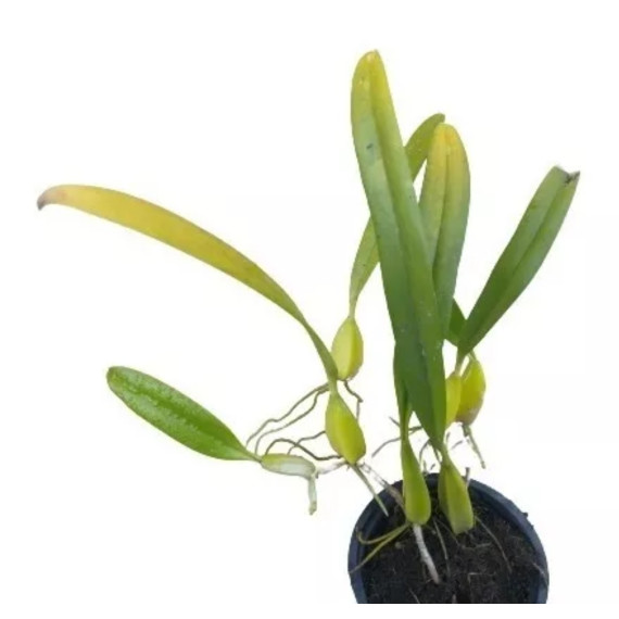 Bulbophyllum Biflorum Red - AD