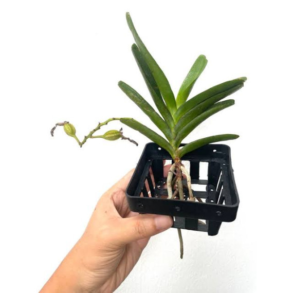 Aerides Houletiana - AD