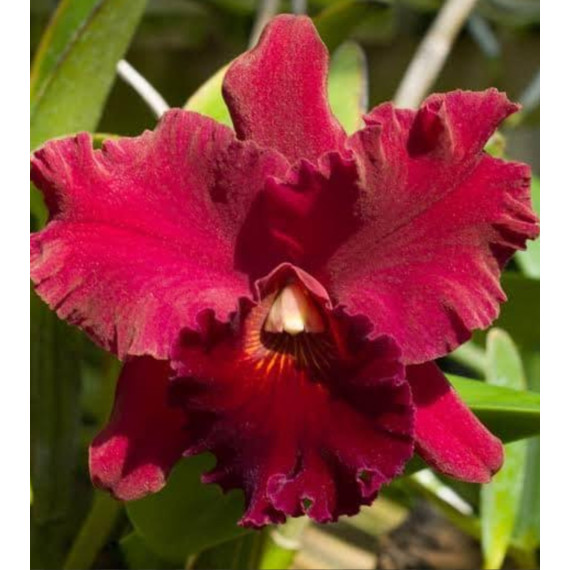 Blc. Rugeley's Mill Mendehal - AD
