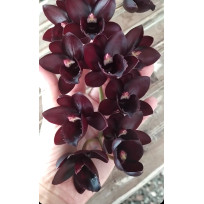 Fredclarckeara After Dark - AD